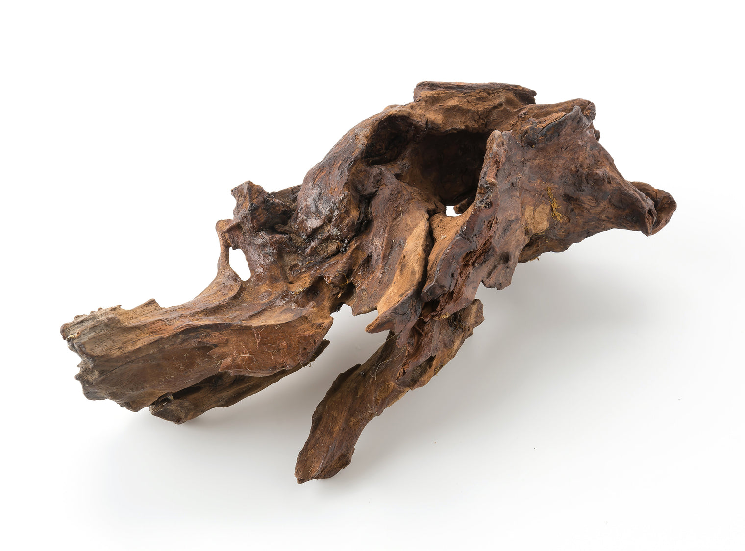 Oud: The Liquid Gold of Perfumery