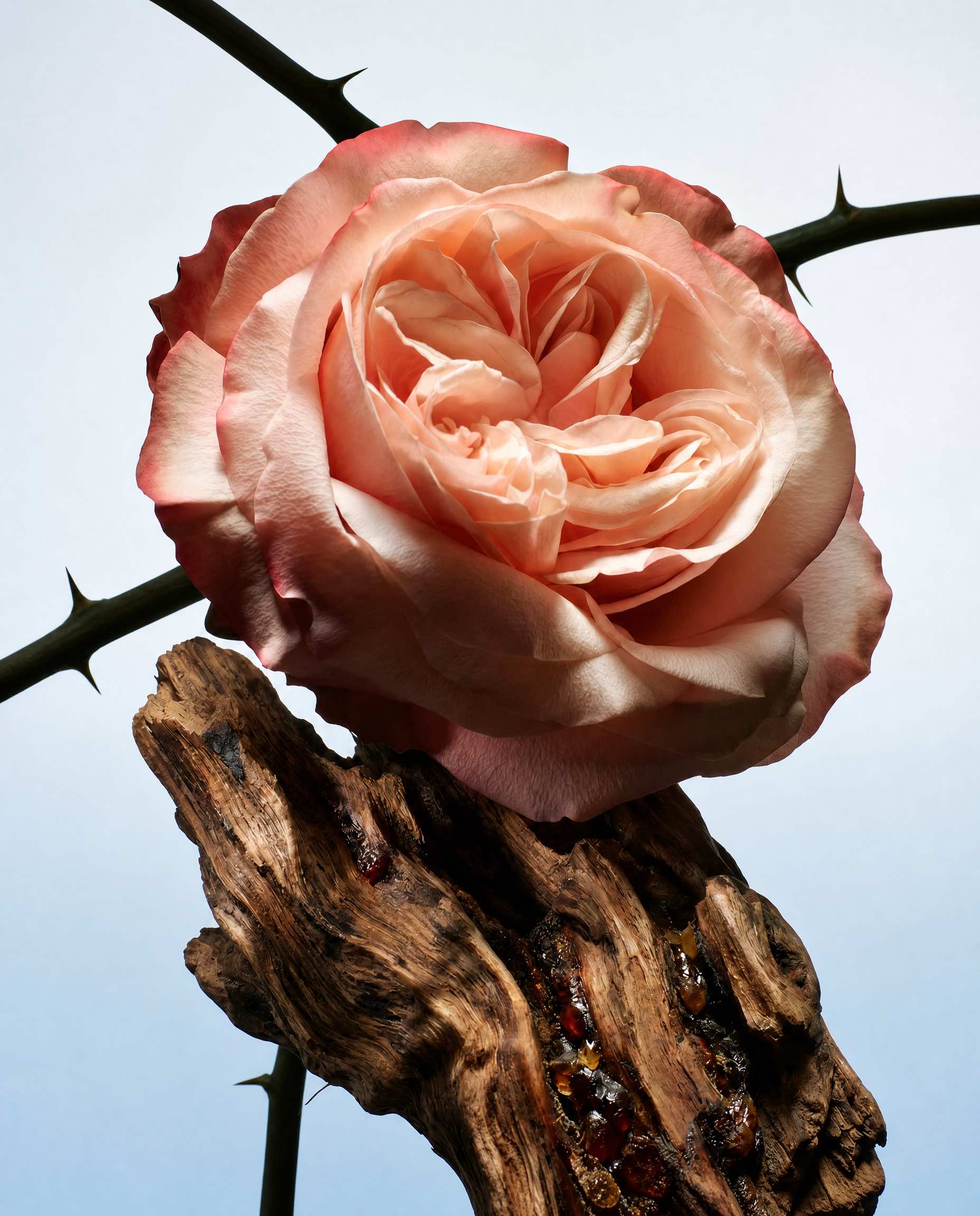 Lance of Love Eau de Parfum